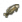 Çim Sazanı.png